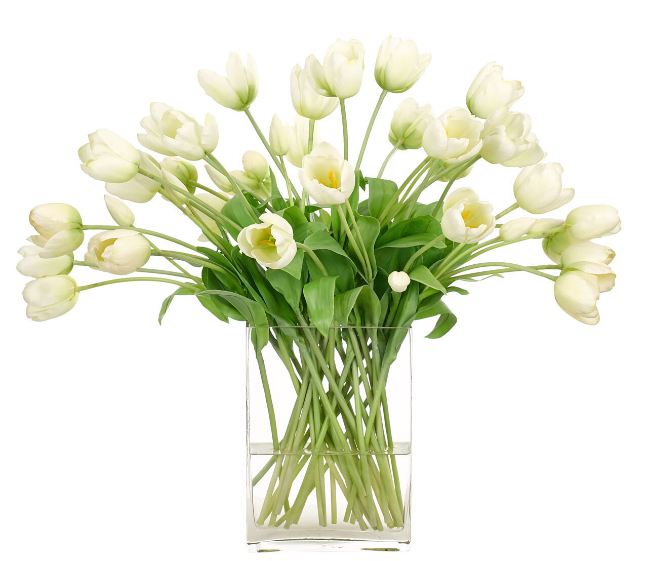 Tulip, Faux, Watergarden