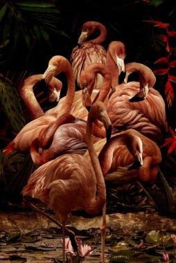 FLAMINGO PARADISE